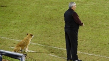Собака работает помощником тренера в парагвайском клубе